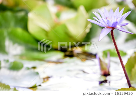 Lotus Pond Lotus Pond 16139430
