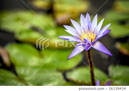 Lotus Pond 16139434