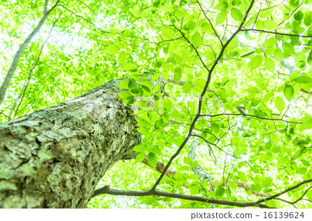 Fresh green and eco image Fresh green and eco image 16139624