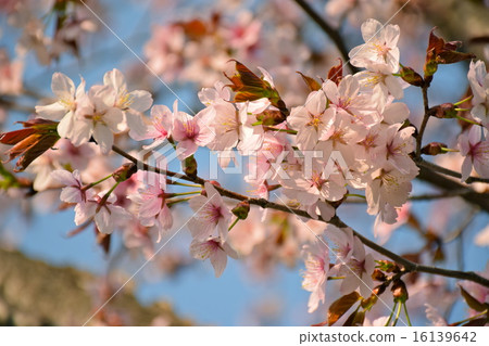 Ezo Yamazakura盛開 16139642