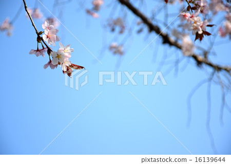 Branch of Ezo Yamazakura 16139644