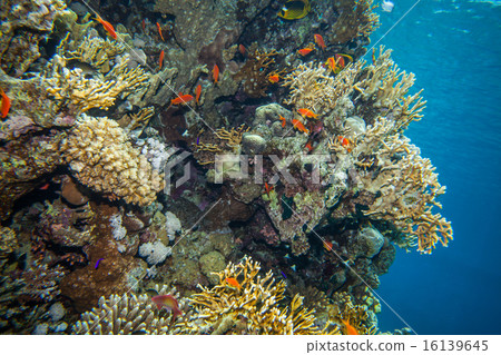 school of anthias - sea goldie 16139645