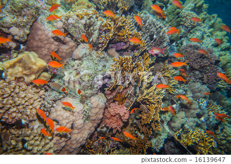 school of anthias - sea goldie 16139647