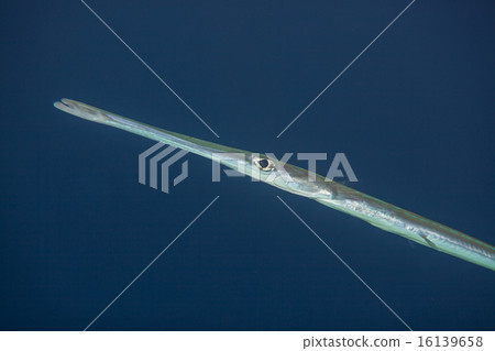 bluespotted cornetfish portrait bluespotted cornetfish portrait 16139658