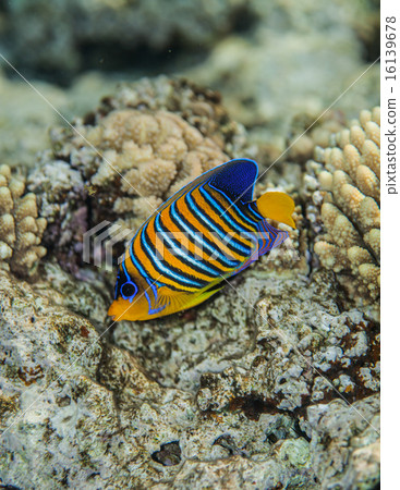 regal angelfish - pygoplites diacanthus portrait regal angelfish - pygoplites diacanthus portrait 16139678