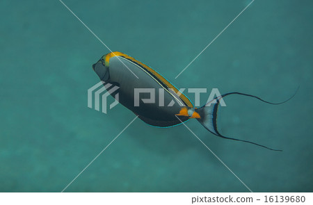 Orangespine unicornfish Orangespine unicornfish 16139680