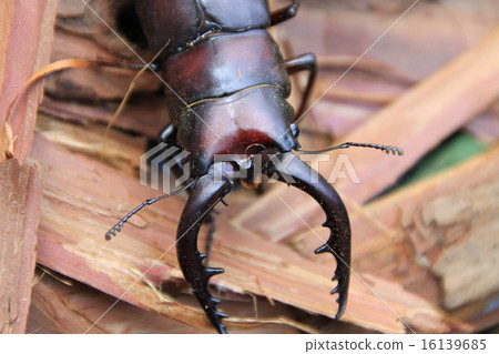 Saw toothbrush 16139685