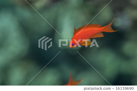 Sea goldie male Sea goldie male 16139690