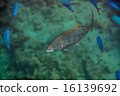 Orangespotted Trevally 16139692