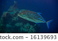 bluefin trevally 16139693