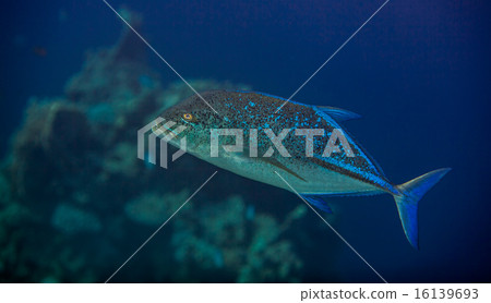 bluefin trevally bluefin trevally 16139693