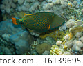 Orange-striped triggerfish 16139695