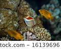 Tropical fish - Eritrean butterflyfish 16139696