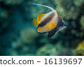 Red Sea Bannerfish - Heniochus intermedius 16139697