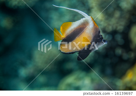 Red Sea Bannerfish - Heniochus intermedius 16139697