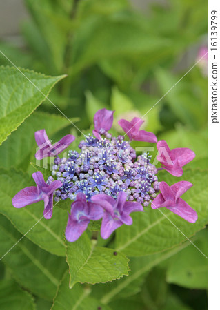 Blue purple hydrangea Blue purple hydrangea 16139799