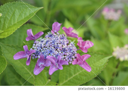 Blue purple hydrangea 16139800