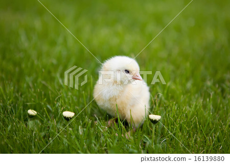 little chicken little chicken 16139880
