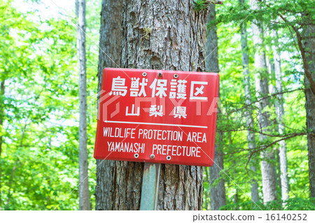 Forest bathing 16140252