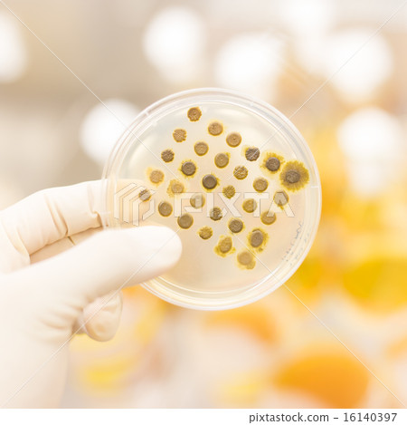 Fungi grown on agar plate. Fungi grown on agar plate. 16140397