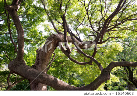 Acer palmatum 16140608