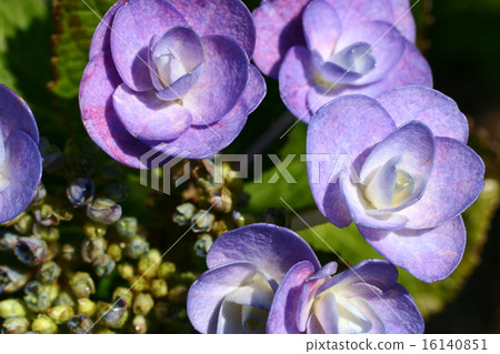 Hydrangea 02 16140851