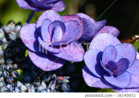 Hydrangea 03 16140852