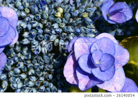 繡球花05 16140854