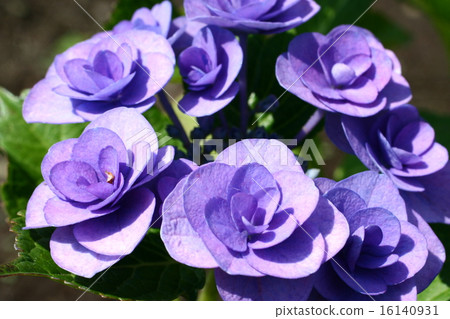 Hydrangea 18 Hydrangea 18 16140931