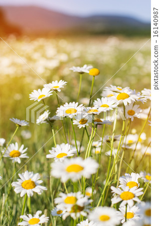 Field of chamomiles flowers in the nature Field of chamomiles flowers in the nature 16140987
