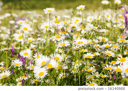 Field of chamomiles in the nature Field of chamomiles in the nature 16140988