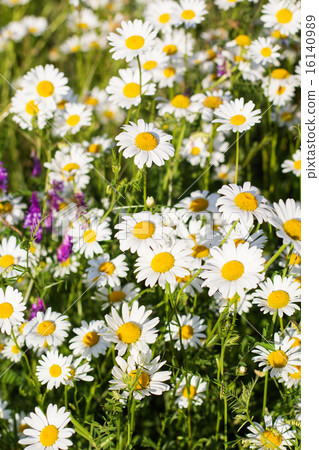 Closeup picture of chamomiles in the nature Closeup picture of chamomiles in the nature 16140989
