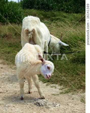 父母和孩子 16141389