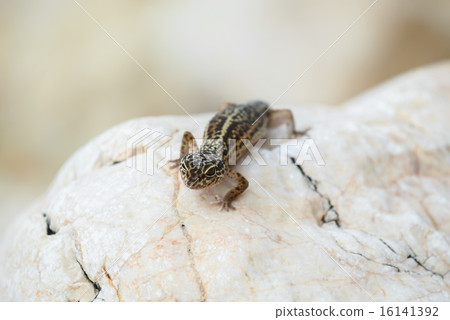 Gecko lizard on rocks  16141392