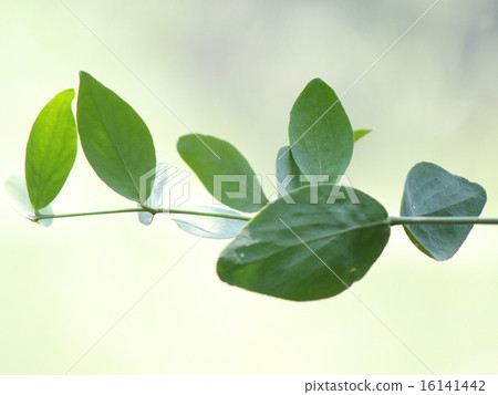 荷荷芭油 16141442