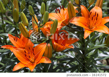 百合maculatum 百合maculatum 16141572