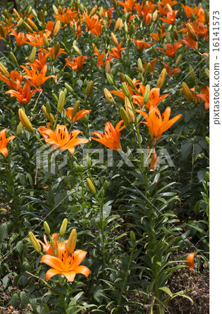 百合maculatum 16141573