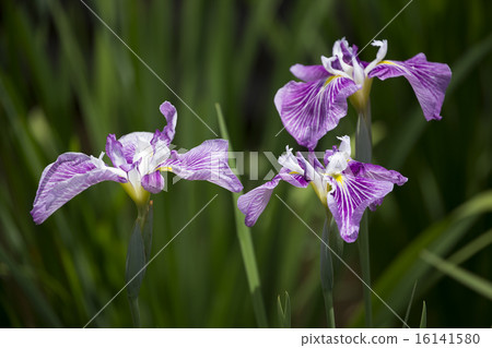 Iris flower 16141580