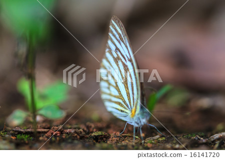 Beautiful Butterfly on ground 16141720