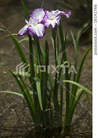 鳶尾花 16141766
