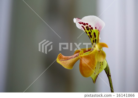 Flower of Paphiopedilum · Guratricushianum 16141866