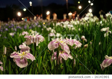 Illuminated irises light up Illuminated irises light up 16141901