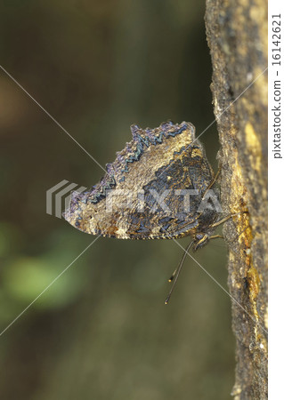 Butterfly Butterfly 16142621