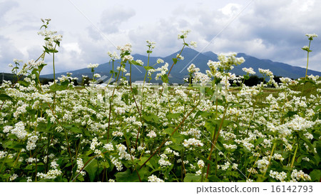 Yatsugatake distant view of autumn - Soba field blossom 16142793