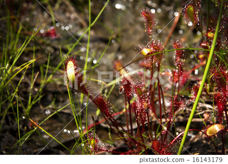 威爾士洋蔥 16143179