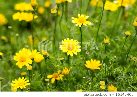 Darberg Daisy Darberg Daisy 16143403