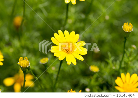 Darberg Daisy Darberg Daisy 16143404
