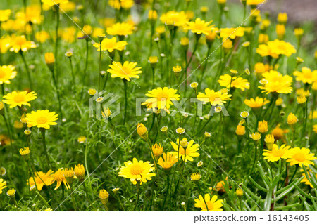 Darberg Daisy Darberg Daisy 16143405