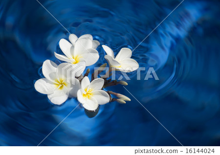 漂浮在水中的白色雞蛋花11 16144024