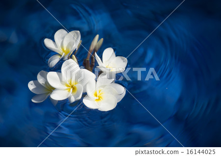 漂浮在水中的白色雞蛋花 -  12 16144025